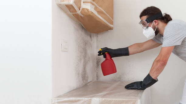 Professional Attic Mold Remediation technician working in Roseland, FL